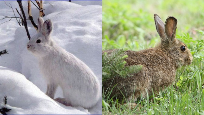 Illustration for article titled How (and why) animals change color with the seasons